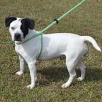 Thumbnail photo of ANGEL #2