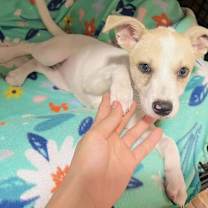 Thumbnail photo of Holly #1