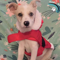 Thumbnail photo of Holly #2