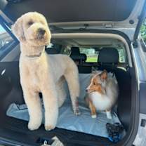 Thumbnail photo of Beau #2