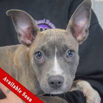 Thumbnail photo of Dancer #1