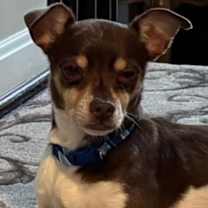 Thumbnail photo of Gordo #4