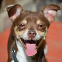 Thumbnail photo of Gordo #1