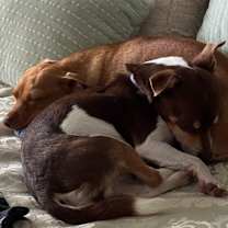 Thumbnail photo of Gordo #3