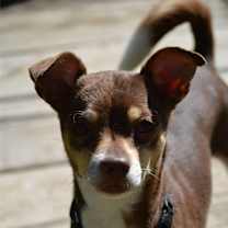 Thumbnail photo of Gordo #2