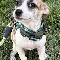 Thumbnail photo of SADIE #1