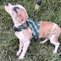 Thumbnail photo of SADIE #2