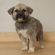 Thumbnail photo of Hedge D67565 #1