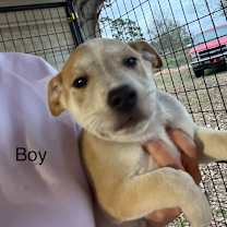 Thumbnail photo of Riddick D67574 #2