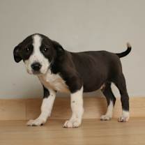 Thumbnail photo of Golem D67575 #2