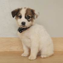 Thumbnail photo of Darcy D67569 #3