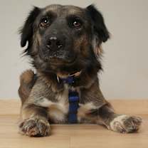 Thumbnail photo of Sissy D67581 #3