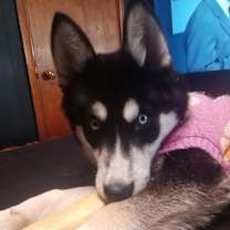 Thumbnail photo of Ava - purple #1