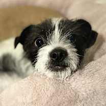 Thumbnail photo of Max Lee SM #1