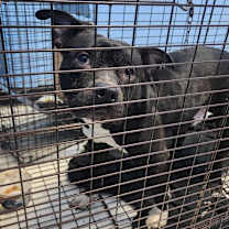 Thumbnail photo of It's A Rock #1