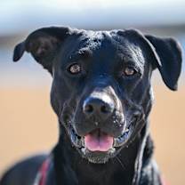 Thumbnail photo of Midnight #2