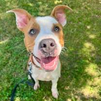 Thumbnail photo of Acrobat #1