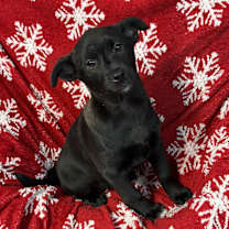 Thumbnail photo of Biscuit- OOTS #1