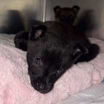 Thumbnail photo of Biscuit- OOTS #2