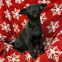 Thumbnail photo of Biscuit- OOTS #3