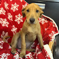 Thumbnail photo of Dolly 7948 #2