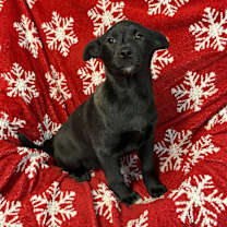 Thumbnail photo of Biscuit- OOTS #4