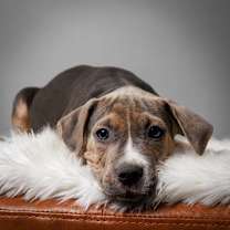 Thumbnail photo of Tamarack #1