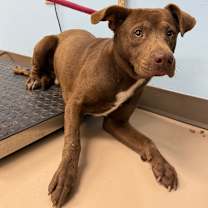 Thumbnail photo of PBA-Stray-10473 (Vaughn 2)  #1