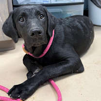 Thumbnail photo of bark twain PBA-Stray-10479 (hazel)_2 #1