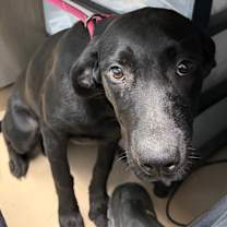 Thumbnail photo of swae PBA-Stray-10479 (hazel) #1