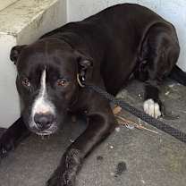 Thumbnail photo of jimmy chew PBA-Stray-10479 (hazel)_3 #2