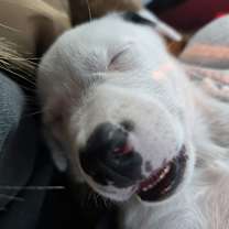 Thumbnail photo of Wallie #1