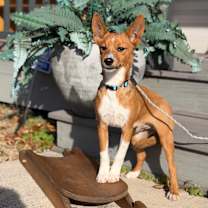 Thumbnail photo of DARBY. #3