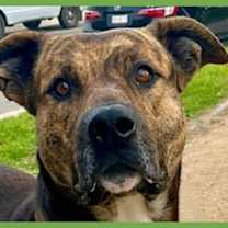 Thumbnail photo of Tigre #1