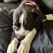 Thumbnail photo of Cora #3