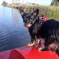 Thumbnail photo of Zino #3