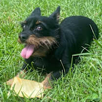 Thumbnail photo of Zino #4