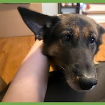 Thumbnail photo of Sweetz #1