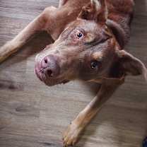 Thumbnail photo of Arnie #2