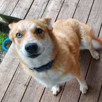 Thumbnail photo of Arnie #3