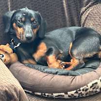 Thumbnail photo of Oscar the Man #2