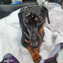 Thumbnail photo of Oscar the Man #4