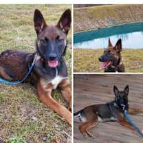 Thumbnail photo of Bella #3