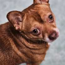 Thumbnail photo of Lucky #1