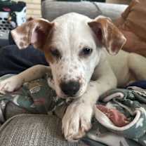 Thumbnail photo of Biscotti #2