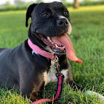 Thumbnail photo of Piper #1