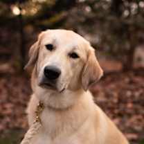 Thumbnail photo of Luna #1