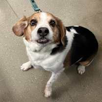 Thumbnail photo of Henry #4