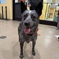 Thumbnail photo of Pepper #1