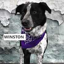 Thumbnail photo of Winston  #2